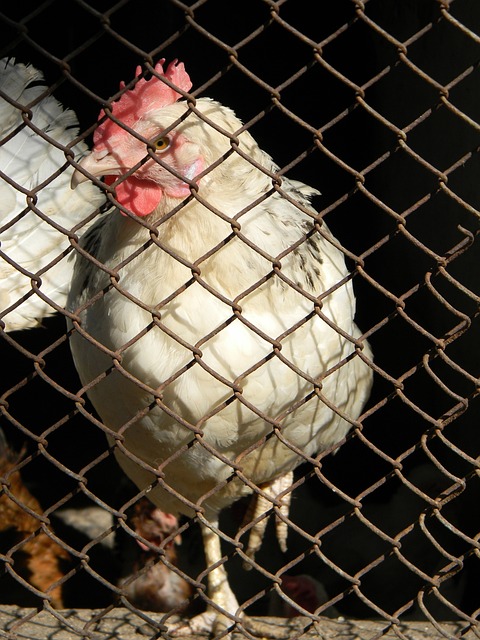 强劲对手北 强劲对手北